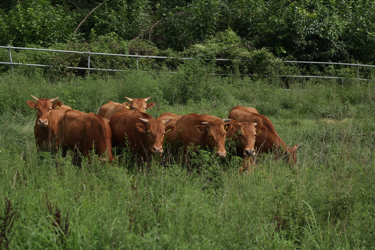 수원 이혼전문변호사 무료상담 추천 Top. 재산분할/상간소송/외도/위자료/양육비/친권/국제결혼이혼